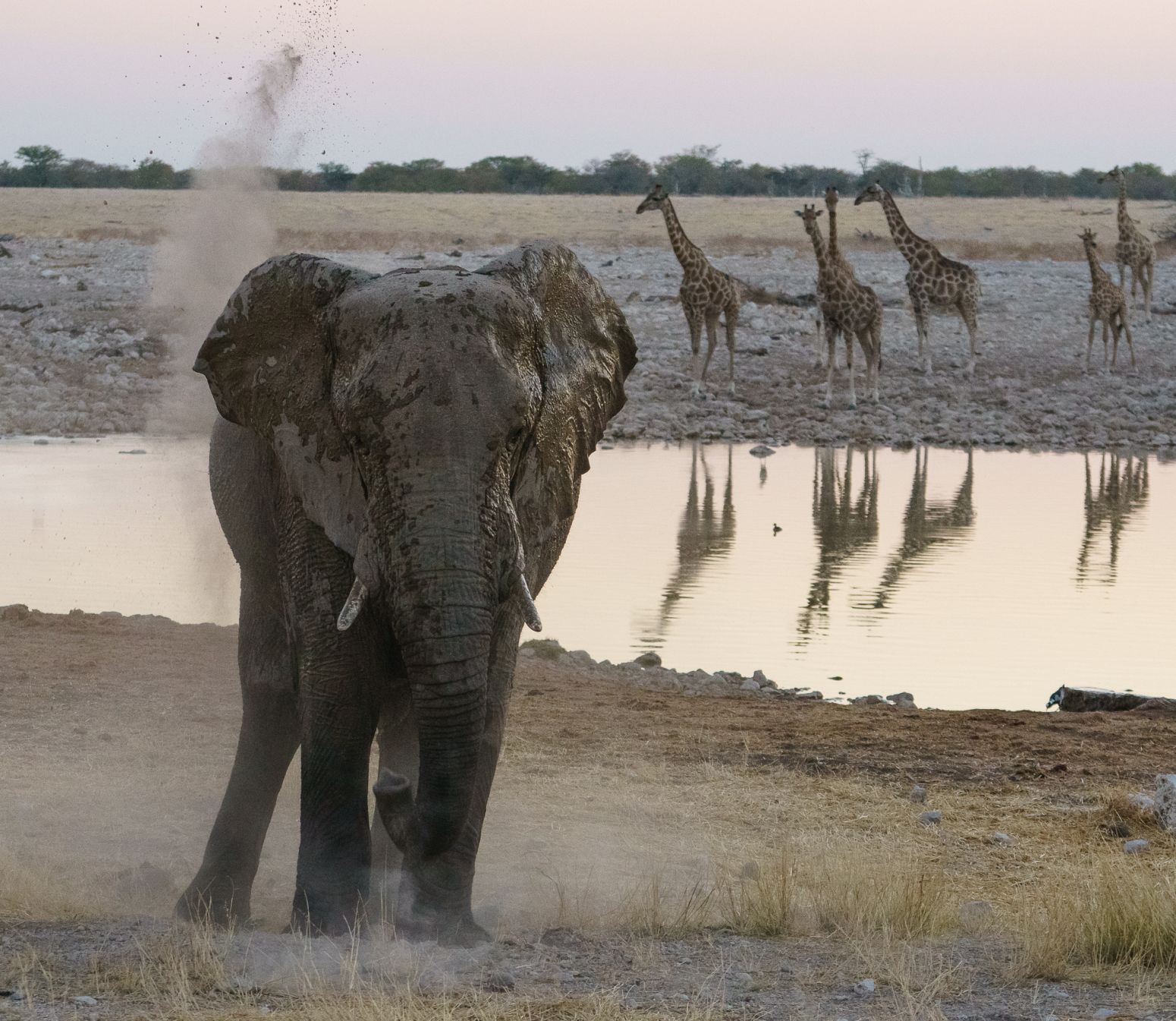 Elephant at Okaukuejo Waterhole, Etosha National Park, Namibia